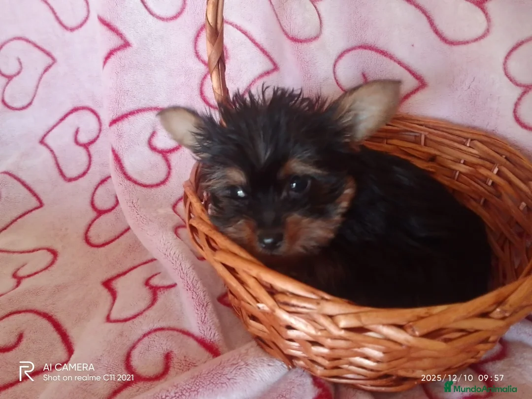 Yorkshire Terrier perros en venta: Yorshire toy  - Anuncio 2