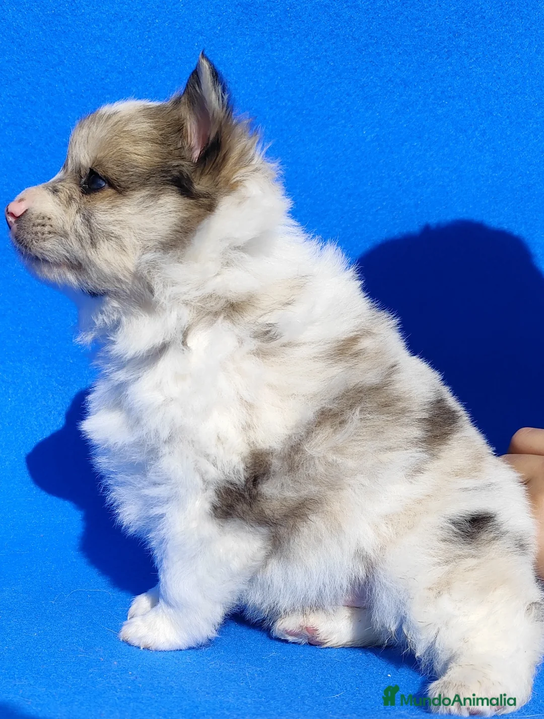 Border Collie perros en venta: Borderpom ( mini- bordercollie) - Anuncio 2