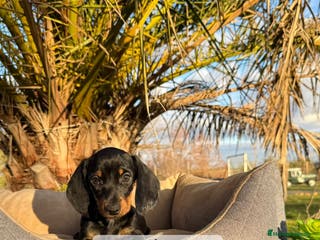 Teckel Miniatura perros TECKEL MINIS Y KANINCHEN - Anuncio 7