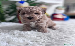 Caniche Toy perros en venta: CANICHE TOY - Anuncio 22