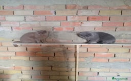 Scottish Straight gatos en venta: Disponibles gatitos scottish - Imagen 5