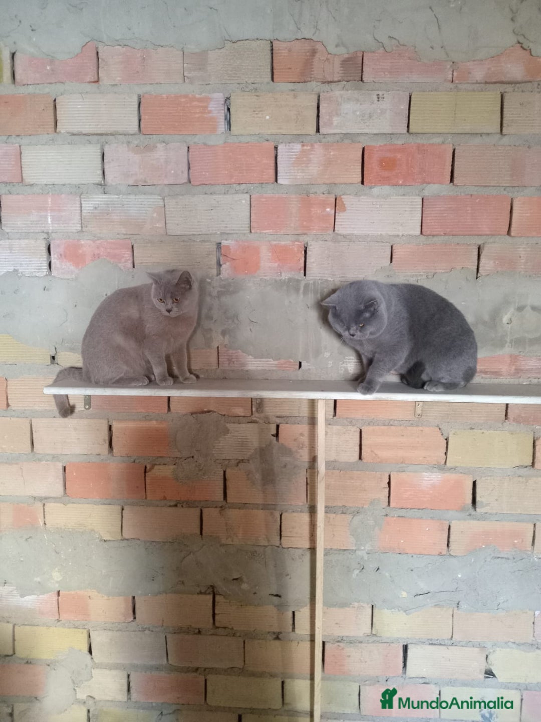 Scottish Straight gatos en venta: Disponibles gatitos scottish - Imagen 5