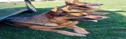 Pastor Alemán perros en venta: Cachorros de pastor alemán  - Anuncio 2