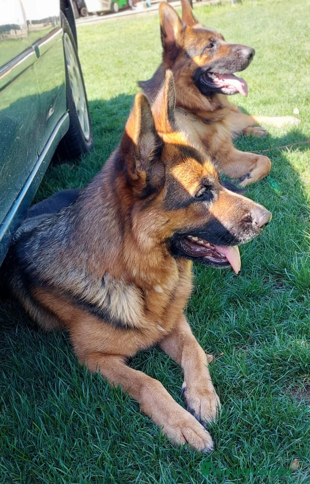 Pastor Alemán perros en venta: Cachorros de pastor alemán  - Anuncio 2