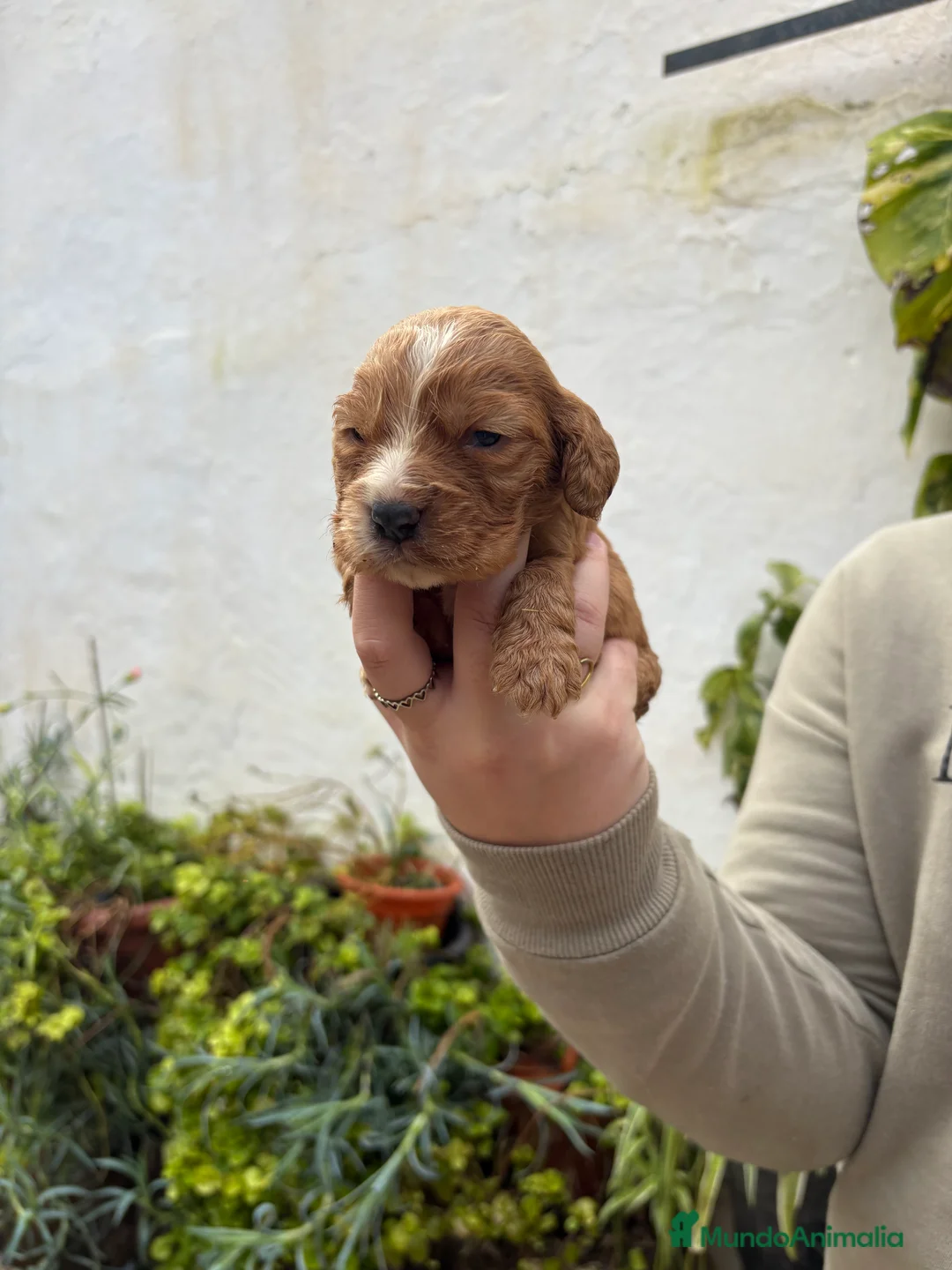 Cocker Spaniel Inglés perros en venta: Cachorritos de Cocker  - Anuncio 3