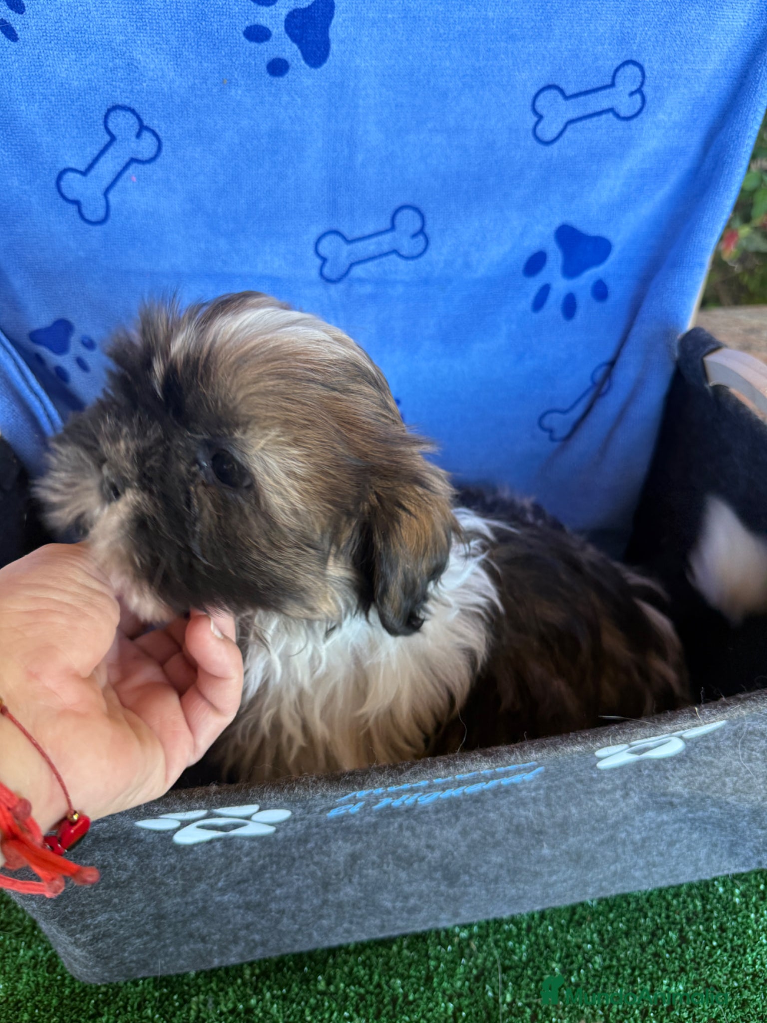Shih Tzu perros en venta: Shihtzu tricolor - Anuncio 6
