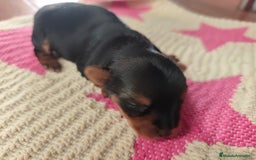 Yorkshire Terrier perros en venta: Hembra  - Imagen 2