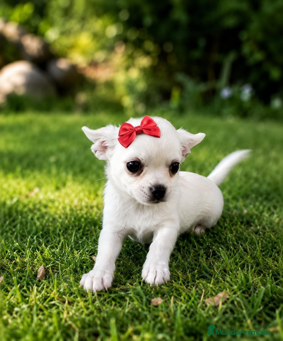 Chihuahua perros Chihuahua - Anuncio 1