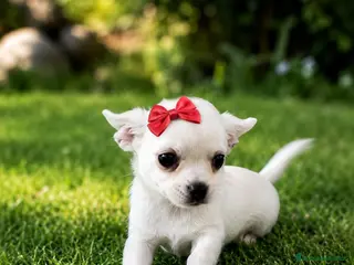 Chihuahua perros Chihuahua - Anuncio 5