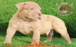 American Bully perros en venta: AMERICAN BULLY XL / AMERICAN BULLY XXL  - Imagen 2