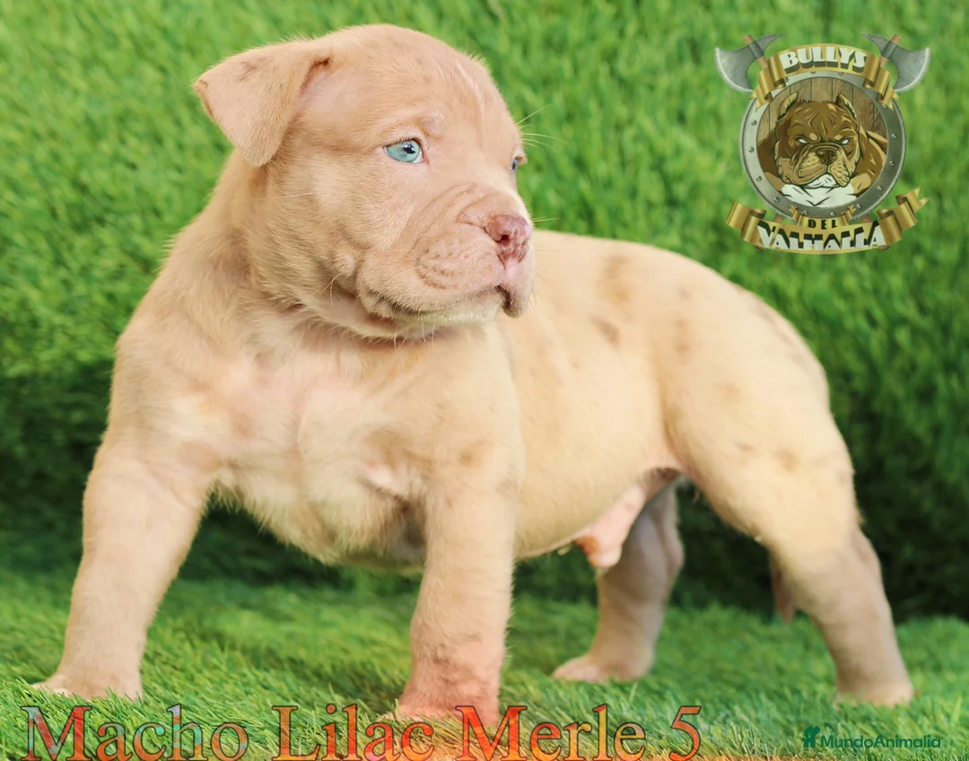 American Bully perros en venta: AMERICAN BULLY XL / AMERICAN BULLY XXL  - Anuncio 2