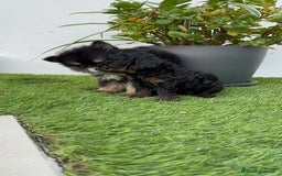 Pomerania perros en venta: POMERANIA HEMBRA Mascotas del sur - Imagen 13