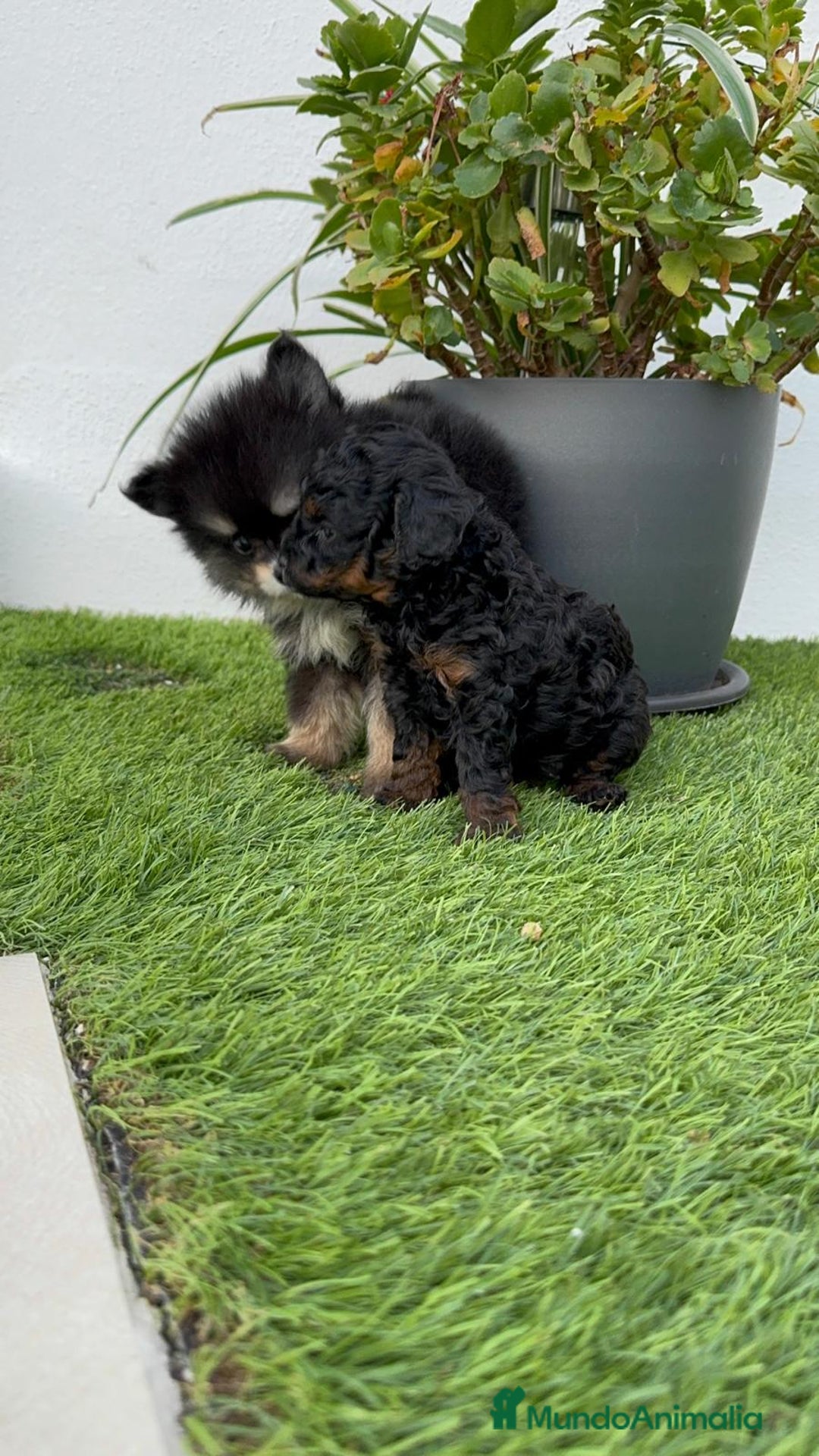 Pomerania perros en venta: POMERANIA HEMBRA Mascotas del sur - Imagen 13