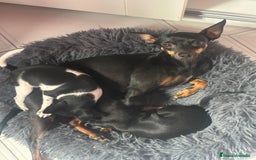 Ratón de Praga perros en venta: Último cachorros de ratón de Praga  - Imagen 7