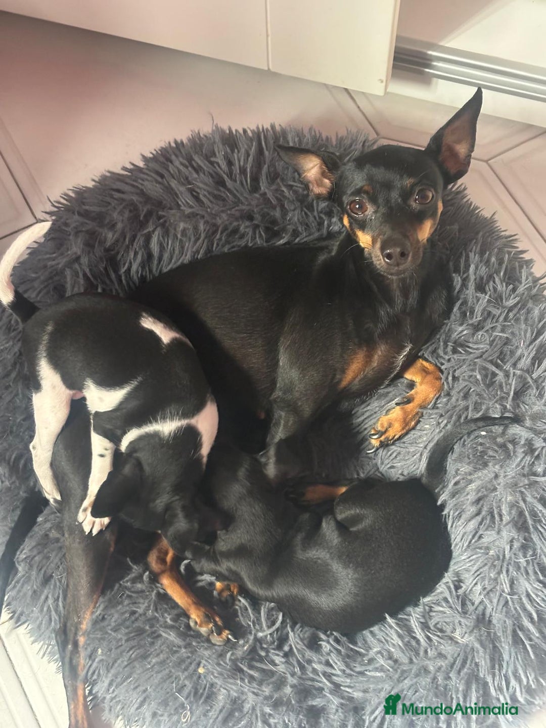 Ratón de Praga perros en venta: Último cachorros de ratón de Praga  - Imagen 7