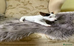 Jack Russell Terrier perros en venta: Cachorros de Jack Russell  - Imagen 13