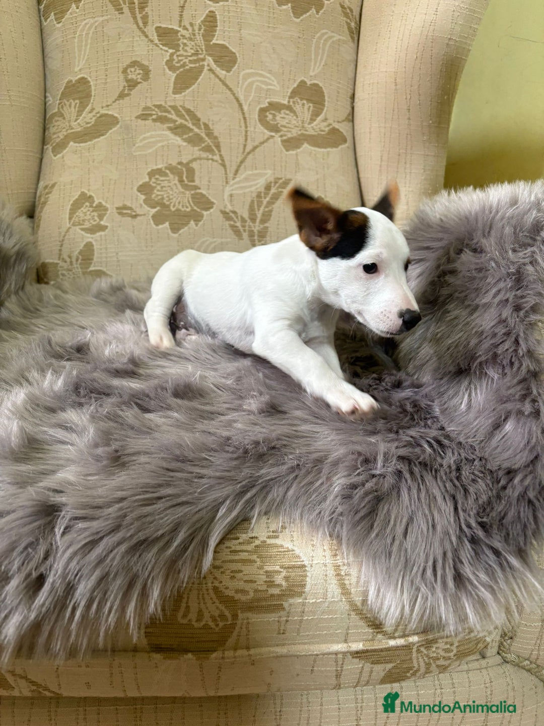 Jack Russell Terrier perros en venta: Cachorros de Jack Russell  - Imagen 13