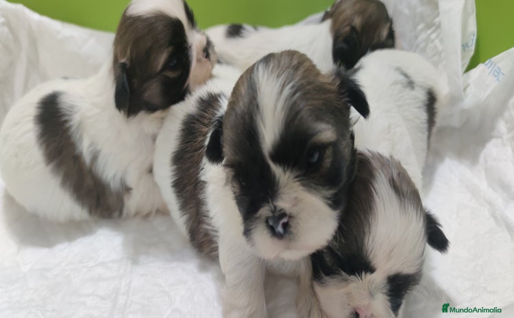 Shih Tzu perros - Anuncio 8