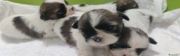 Shih Tzu perros en venta: Shih Tzu de Mumbrafer  - Anuncio 6