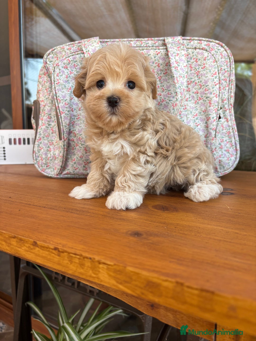 Maltipoo perros en venta: Maltipoo para entregar en diciembre !! - Imagen 2