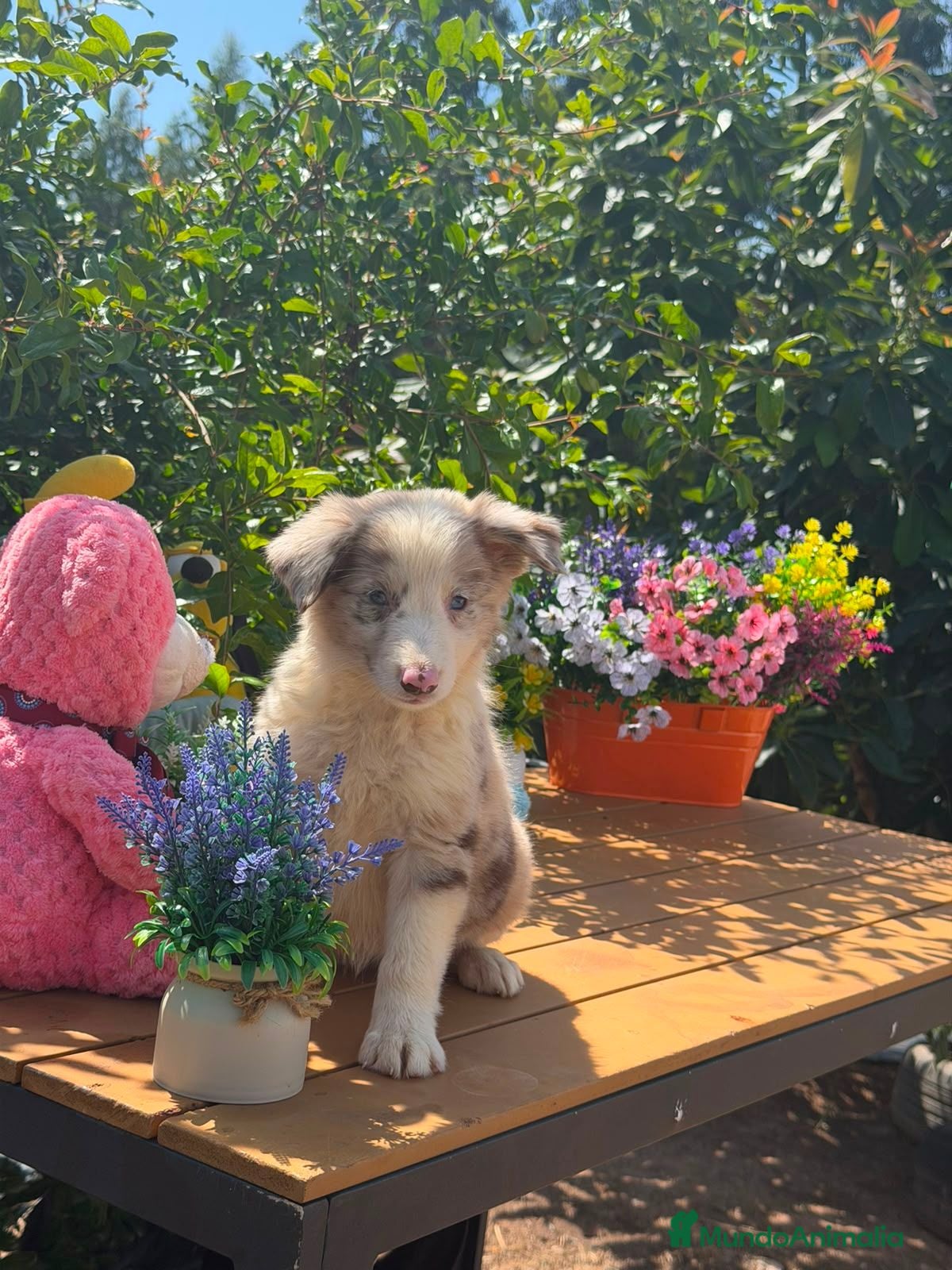 Border Collie perros Border collie - Anuncio 16