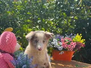 Border Collie perros Border collie - Anuncio 16