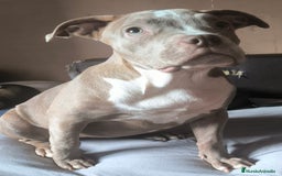 American Bully perros en venta:  Última American bully xl  - Imagen 3