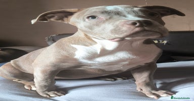 American Bully perros - Anuncio 10