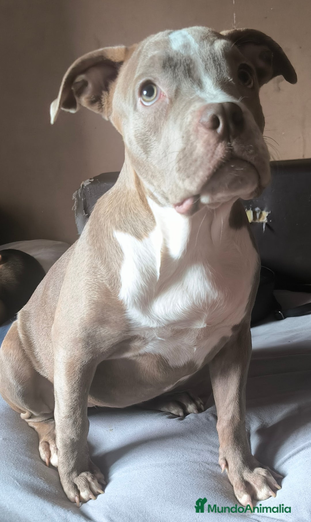 American Bully perros en venta:  Última American bully xl  - Imagen 3