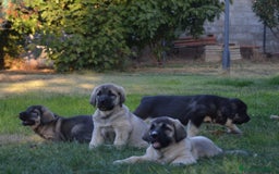 Mastín Español perros en venta: Mastin - Imagen 3