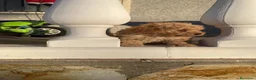 Caniche Toy perros en venta: caniche  - Anuncio 1