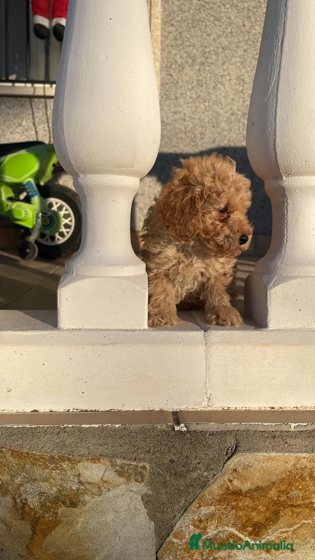 Caniche Toy perros en venta: caniche  - Anuncio 1