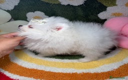 Pomerania perros en venta: Pomerania Blanco Puro Carita de Oso - Imagen 4
