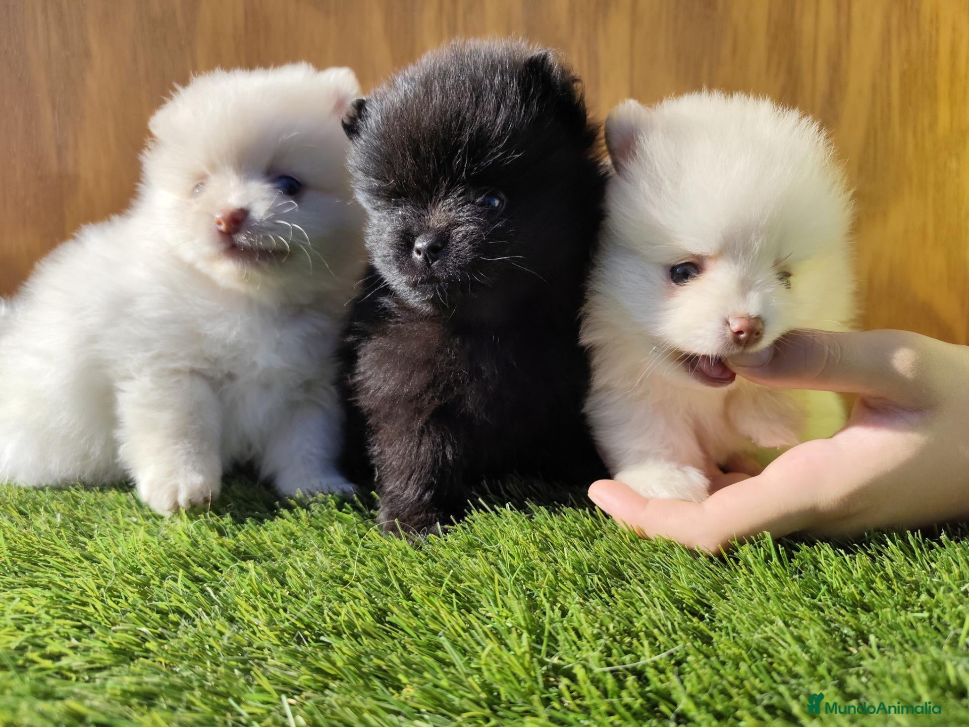 Pomerania perros Lulú de Pomerania  - Anuncio 1