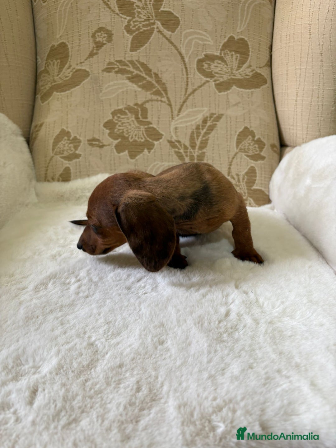 Teckel Miniatura perros en venta: Teckel miniatura varios colores  - Imagen 31