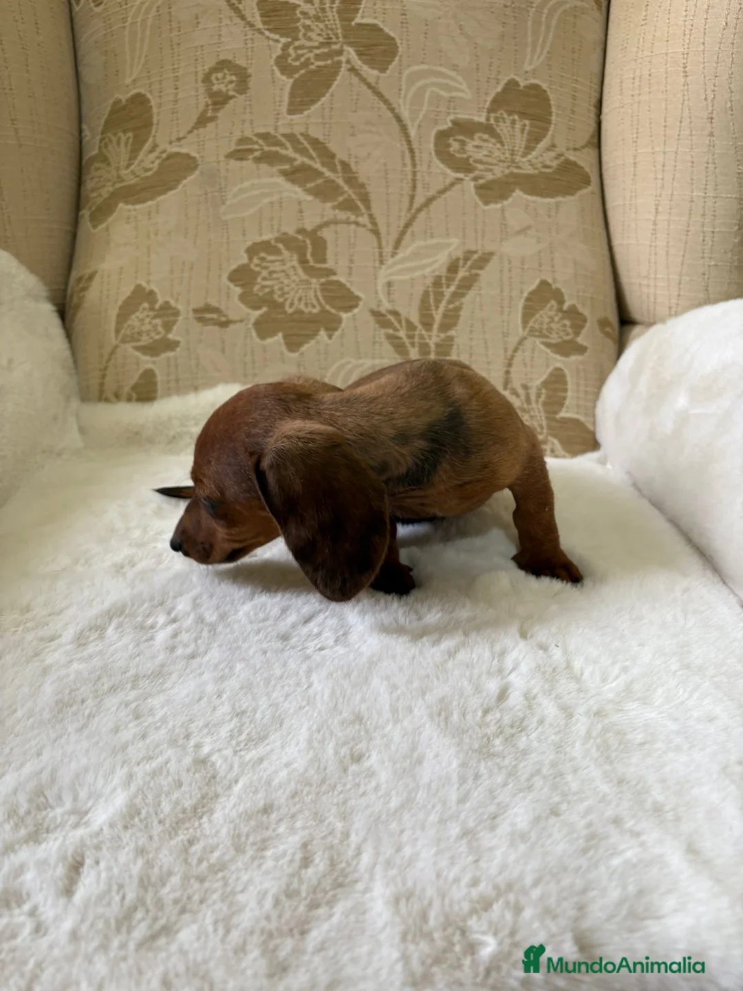 Teckel Miniatura perros en venta: Teckel miniatura varios colores  - Anuncio 31