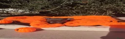Chihuahua perros en venta: Gran camada de CHIHUAHUA. - Anuncio 11