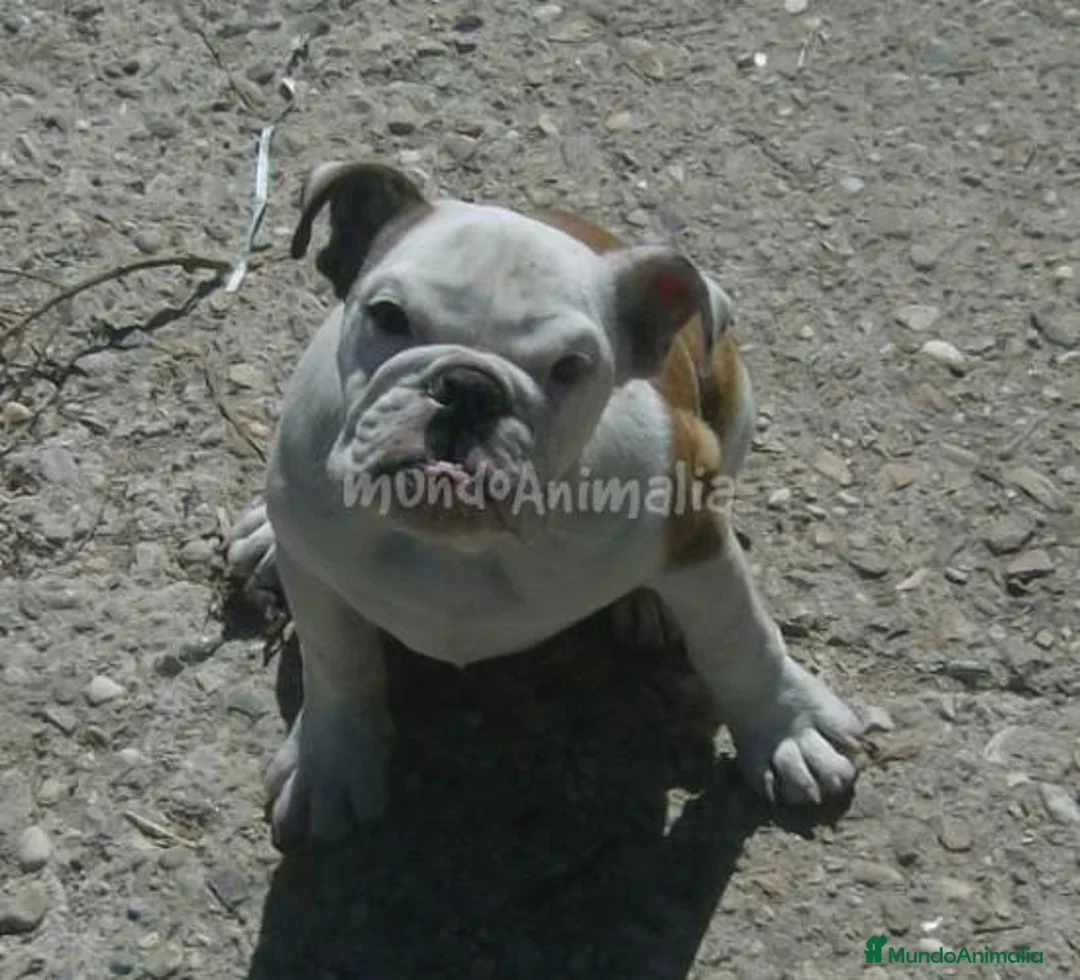 Imagen de galería {{count}}