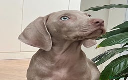 Weimaraner perros en venta: BRACO DE WEIMAR DE CALIDAD  - Imagen 2