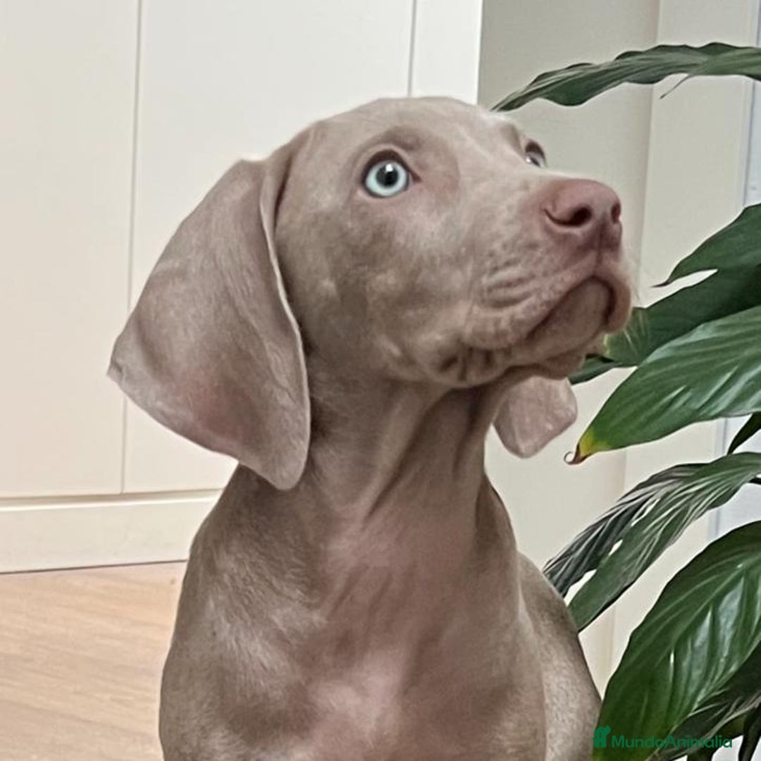 Weimaraner perros en venta: BRACO DE WEIMAR DE CALIDAD  - Imagen 2