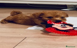 Caniche Toy perros en venta: Cachorros caniche rojo - Imagen 7