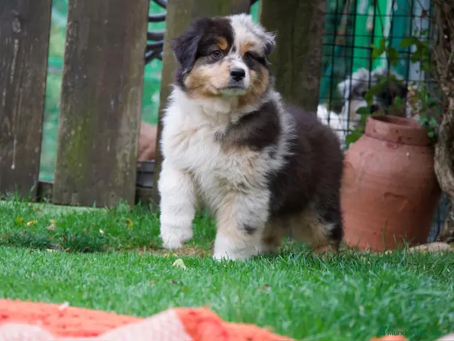 Pastor Australiano perros en venta: Cachorros Pastor Australiano - Anuncio 1