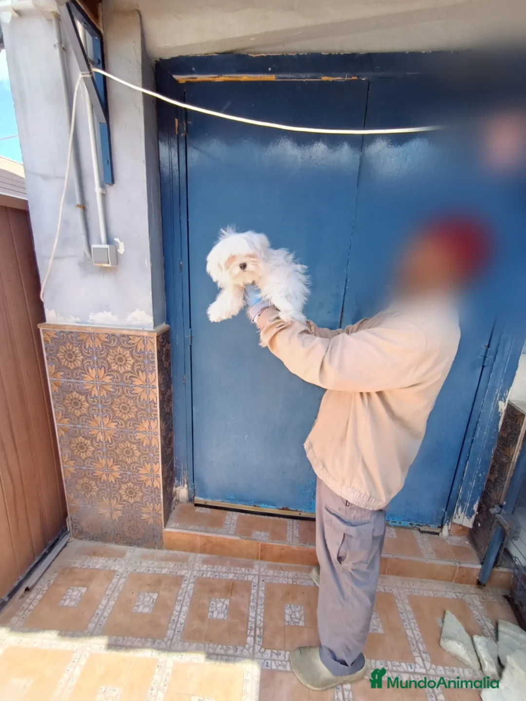 Bichón Maltés perros en venta: ‼️‼️PRECIOSO BiCHON MALTES COREANO TOY  - Anuncio 2