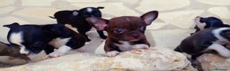 Chihuahua perros en venta: Auténticos chihuahuas mini en Alicante - Anuncio 1