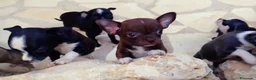 Chihuahua perros en venta: Auténticos chihuahuas mini en Alicante - Anuncio 1