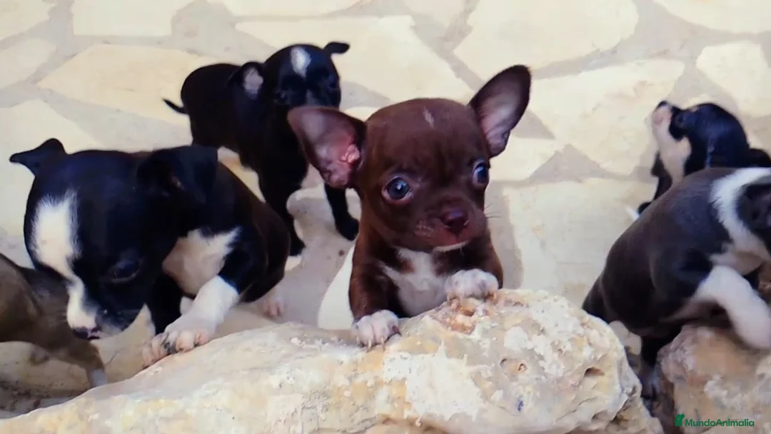 Chihuahua perros en venta: Auténticos chihuahuas mini en Alicante - Anuncio 1
