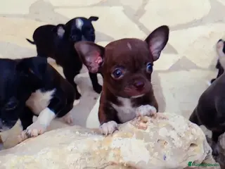 Chihuahua perros Auténticos chihuahuas mini en Alicante - Anuncio 22