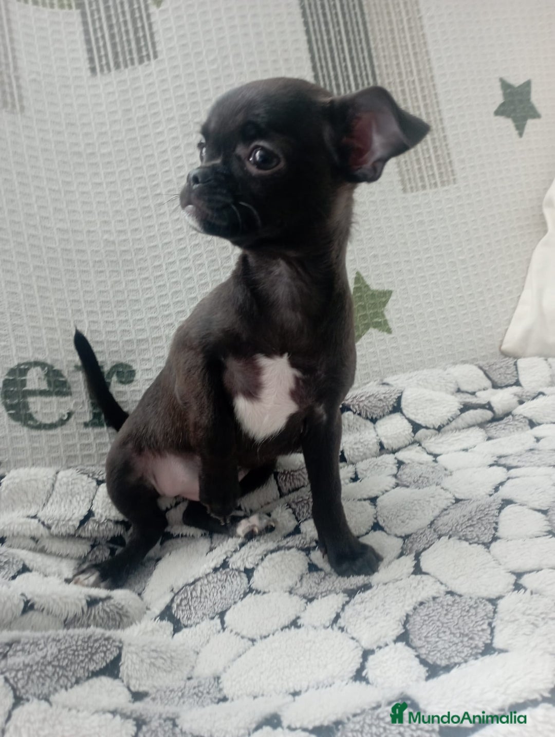 Chihuahua perros en venta: Chihuahuas toy - Anuncio 3