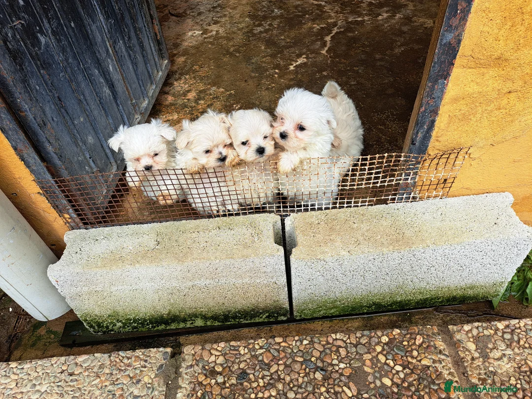 Bichón Maltés perros en venta: Minis cachorros de bichon maltes - Anuncio 6