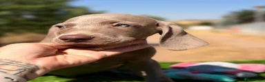 Weimaraner 2